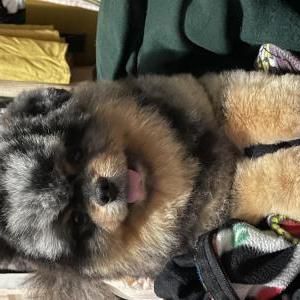 Image of Chancho, Lost Dog
