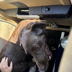 Image of Unknown, Found Dog