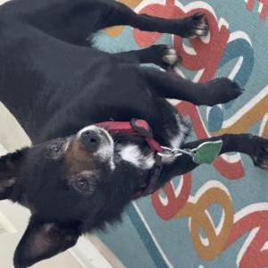 Lost Dog Gabby
