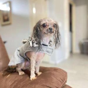 Image of Lucy, Lost Dog
