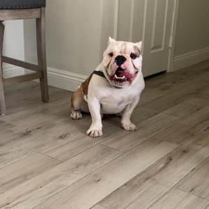 Image of Diesel, Lost Dog