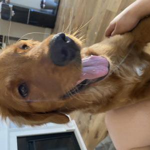 2nd Image of CHASE, Lost Dog