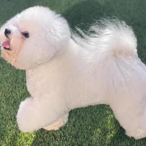 Image of Surprise, Lost Dog