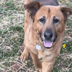 Image of Stella, Lost Dog