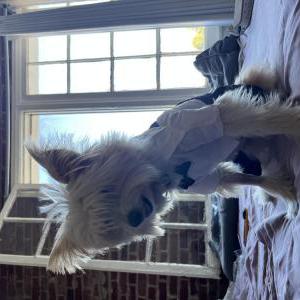 Image of Frankie, Lost Dog