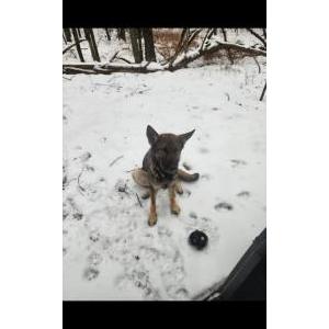 Lost 1 Piper (MI)