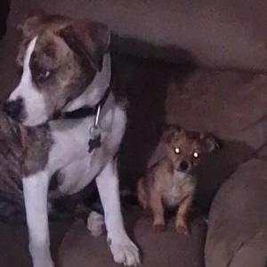 Image of Mane, Lost Dog