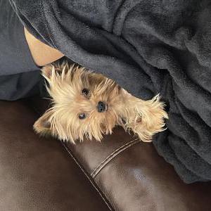 Lost Dog Yorkie