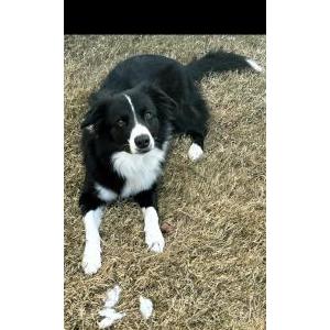 Lost Dog Romeo