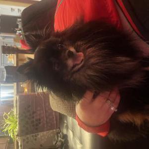 Found Dog Unknown