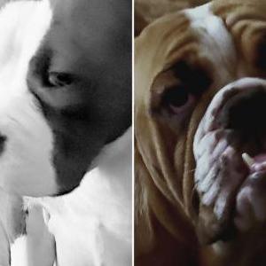 Image of Noodle and Anchor, Lost Dog