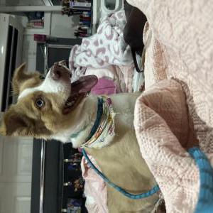 Image of Apollo, Lost Dog