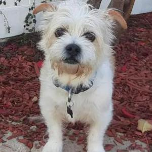 Image of Teddy, Lost Dog