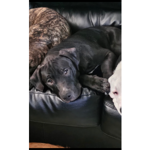 Lost Dog Rocky