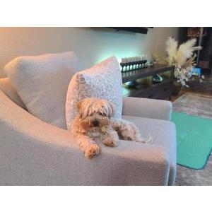 Lost Dog goldiloCKS