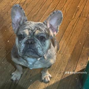 Lost Dog Rosie