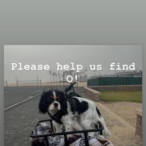 Image of O, Lost Dog