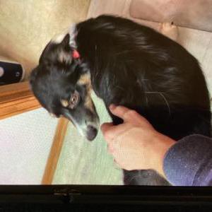 Image of Chloe, Lost Dog