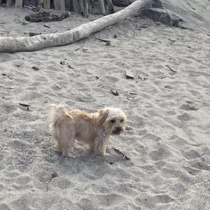 Lost Dog JuJu