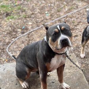 Image of Paris, Lost Dog