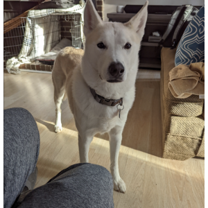 Image of Kai, Lost Dog