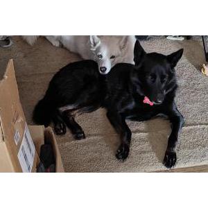 Lost Dog Grimlin