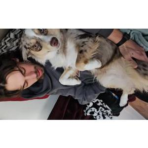 Lost Dog Ah-oka