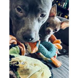 Lost Dog Charley (Pip)