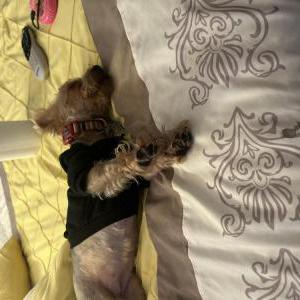 Image of Nyla, Lost Dog