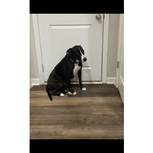 Image of Sharee, Lost Dog