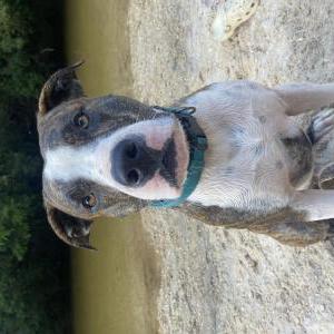 Image of buck, Lost Dog