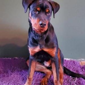 Image of Diesel, Lost Dog