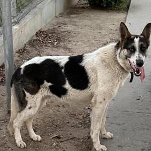 Found Dog unknown