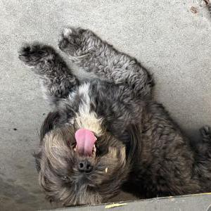 Found Dog Unknown