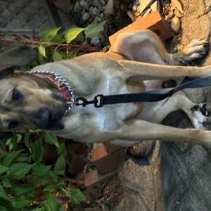 Image of Kaia, Lost Dog