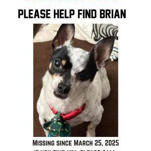 Lost Dog Brian