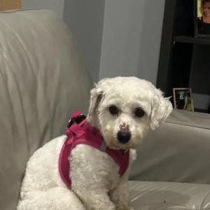 Image of Maria, Lost Dog