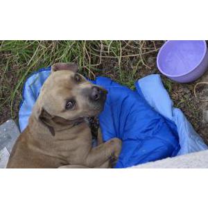 Found Dog Unknown