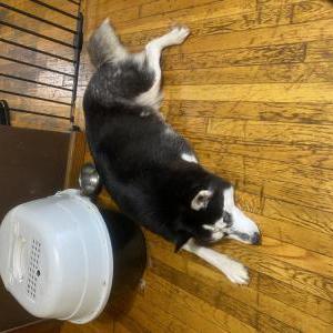 2nd Image of Minnie, Lost Dog