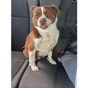 Found Dog unknown