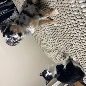 Image of Bagel, Lost Dog