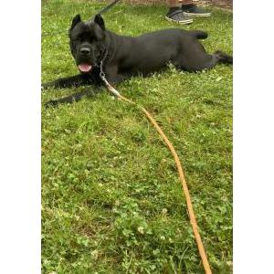 Lost Dog Primo