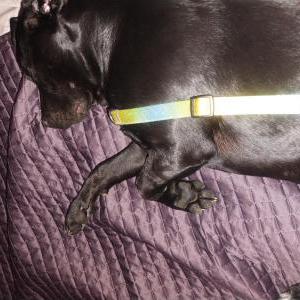 Image of unknown, Found Dog