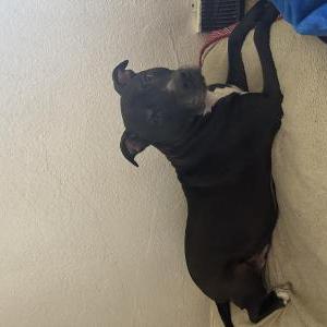 Lost Dog Navy