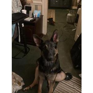 Image of Xena, Lost Dog
