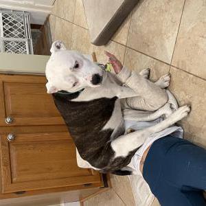 Lost Dog Dash