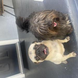 Found Dog Unknown