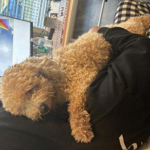 Lost Dog Kobe