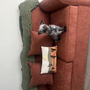 Lost Dog Micki