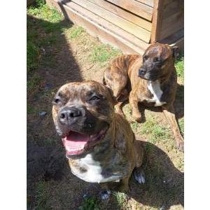 Image of Jameson & Kilo, Lost Dog